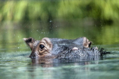 Water splashing in water