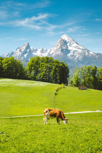 View of a horse on field against mountain range