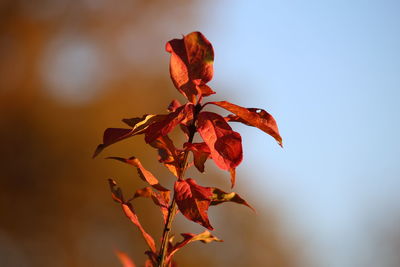 Close-up of red leaves on plant against sky