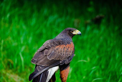 Close-up of hawk perching on grass
