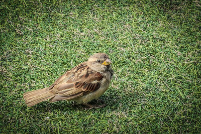 High angle view of hawk on field