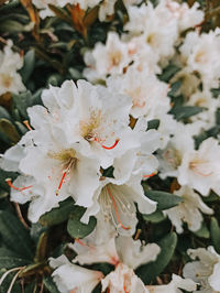 Close-up of white cherry blossom