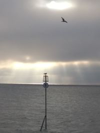 Bird flying over sea against sky