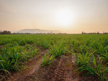 Scenic view of field against sky during sunset