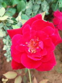 Close-up of pink flower blooming outdoors