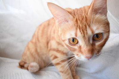 Close-up portrait of a cat