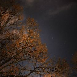 Low angle view of bare trees against sky