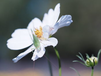 Close-up of white flowering plant