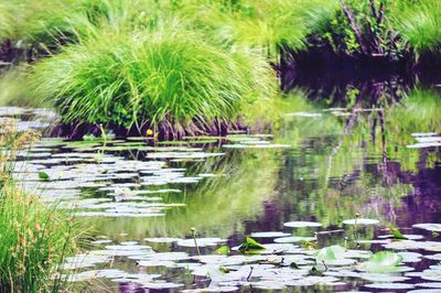 Water lilies floating on lake