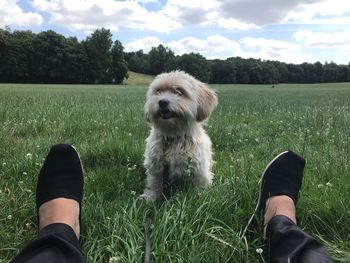 Low section of person with dog on field