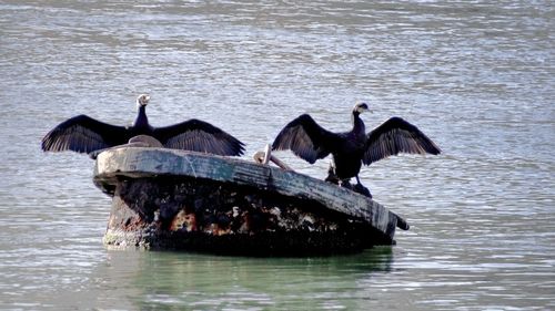 View of birds in water