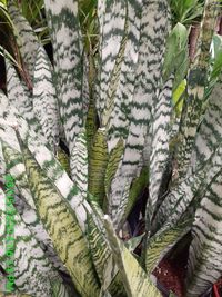 Full frame shot of snow covered plants