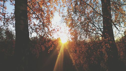 Sun shining through trees in forest