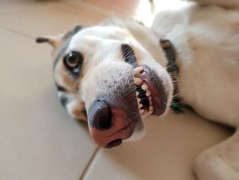 Close-up portrait of dog lying on tiled floor at home