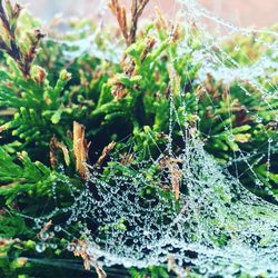 Close-up of spider on web