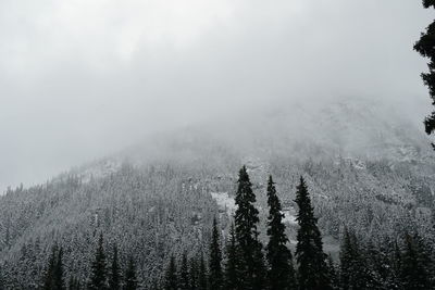Pine trees in forest during foggy weather