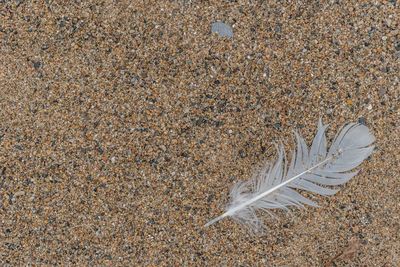 High angle view of feather on sand at beach