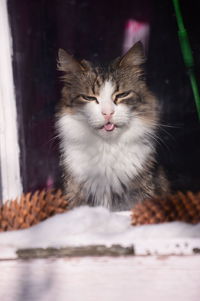 Close-up portrait of a cat