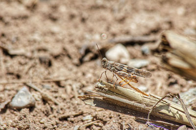 Close-up of insect on wood