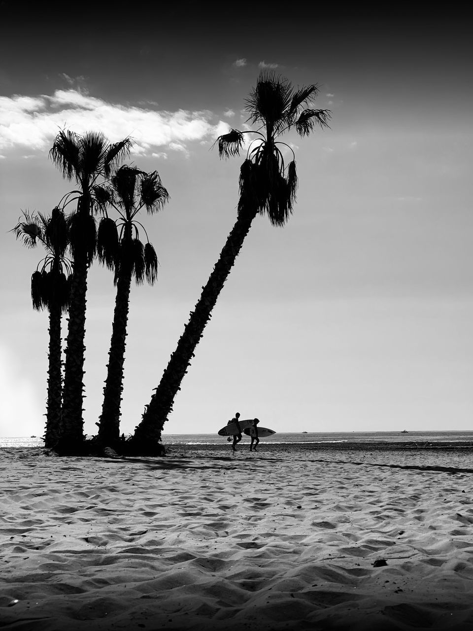 SILHOUETTE PALM TREES ON SHORE AGAINST SKY