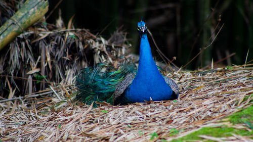 Close-up of peacock