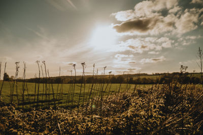 Scenic view of field against sky