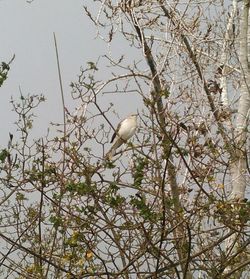 Low angle view of birds perching on branch