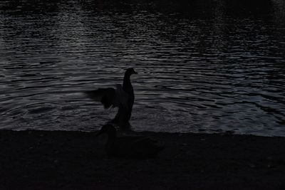 High angle view of swan swimming in lake