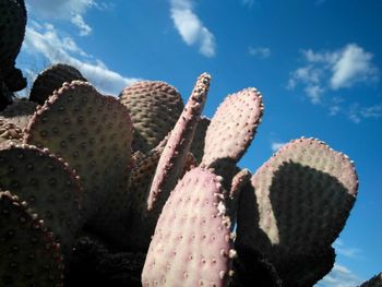 Close-up of flowers against sky