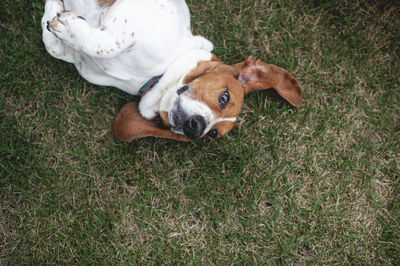 High angle view of dog lying on grass