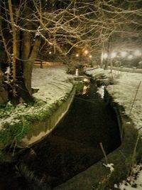 Illuminated trees at night during winter