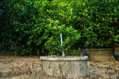 Potted plants in old back yard
