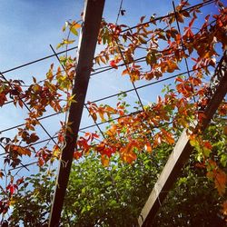 Low angle view of tree against blue sky