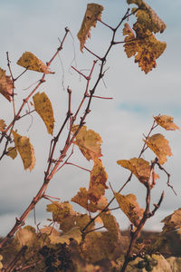 Low angle view of dried leaves against sky