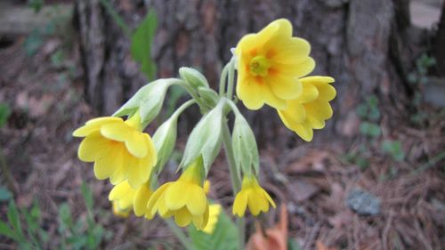 Close-up of yellow flower