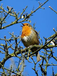 Low angle view of bird perching on tree against sky