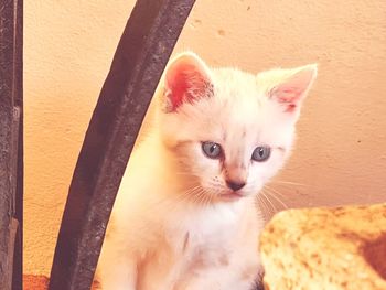 Close-up portrait of white cat