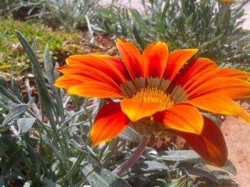 Close-up of orange day lily blooming outdoors