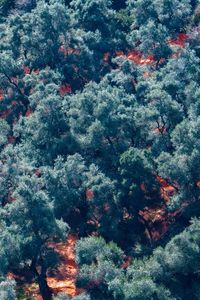 Full frame shot of pine trees in forest during winter