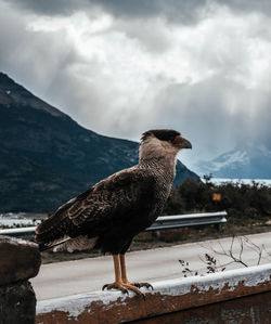 Birds perching on wood against sky