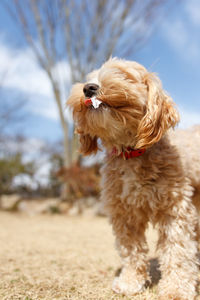 Close-up of dog against sky