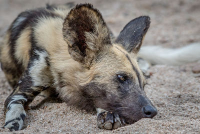 Close-up of dog lying down