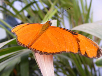 Close-up of orange butterfly on leaf