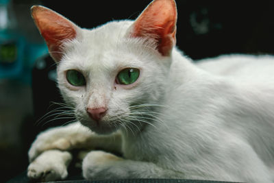 Close-up of cat looking away