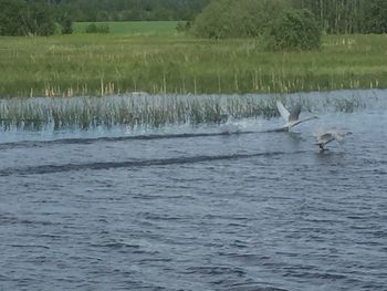 Ducks swimming in lake