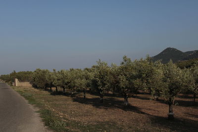 Trees growing by road against clear sky