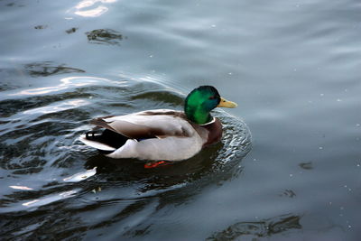 Duck swimming in lake