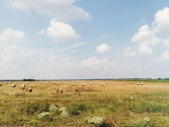 View of sheep grazing in field