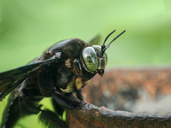 Close-up of insect
