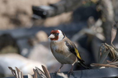 Close-up of bird perching